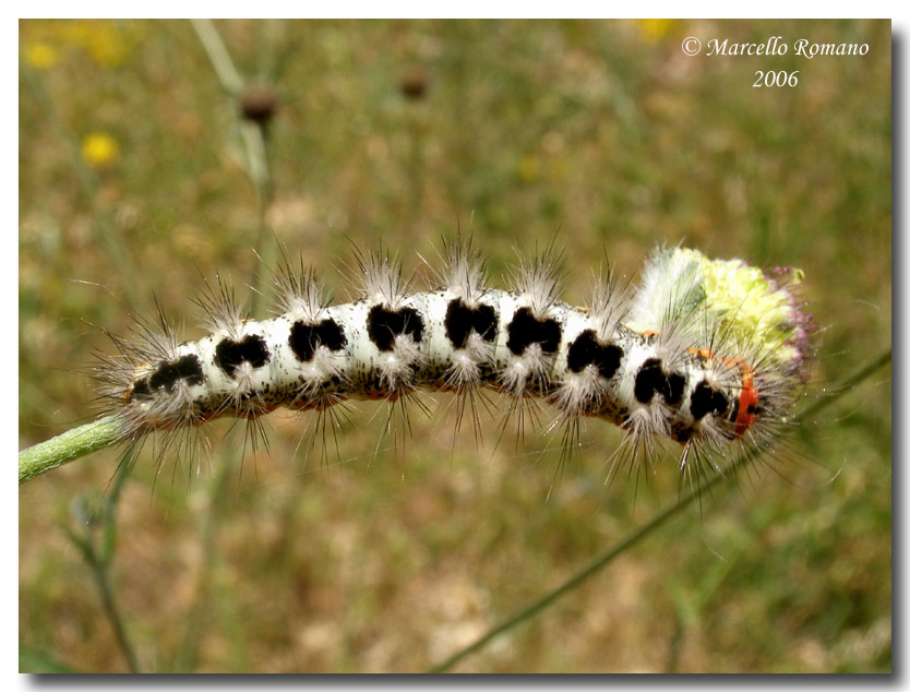 Bruco di Acronicta euphorbiae (Lep. Noctuidae)